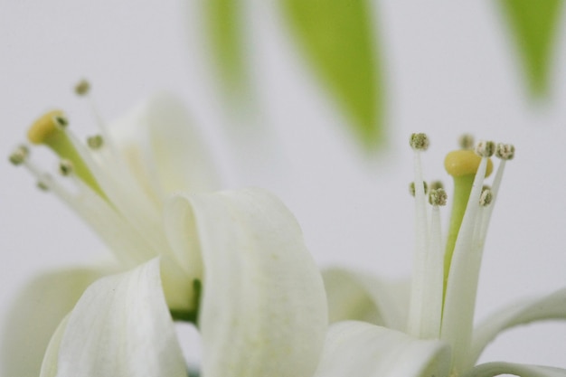 Gros plan de fleur de jasmin orange