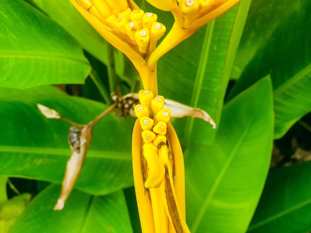 Gros plan d'une fleur jaune dans le fond du jardin belle nature tonifiant printemps nature design