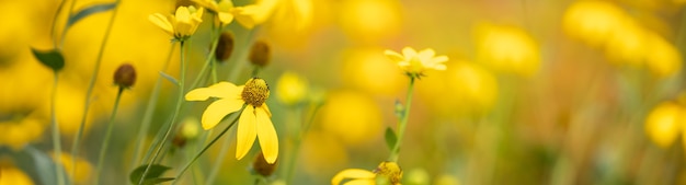 Gros plan de fleur jaune sur fond de nature floue sous la lumière du soleil