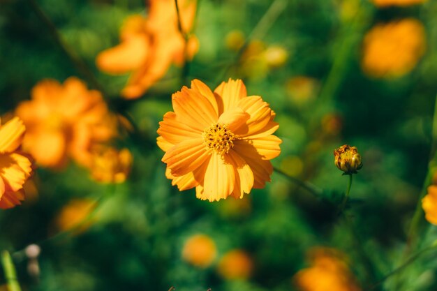 Un gros plan d'une fleur jaune avec un fond vert