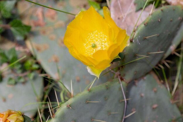 Gros plan de la fleur jaune de l'oponce de l'Est Opuntia humifusaSanta Rita Prickly Pear of the Sonoran Desert change de couleur en raison de la lumière et de la saison disponibles