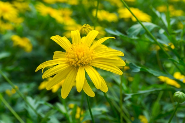 Gros plan d'une fleur jaune qui fleurit à l'extérieur