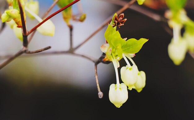 Un gros plan de la fleur jaune.