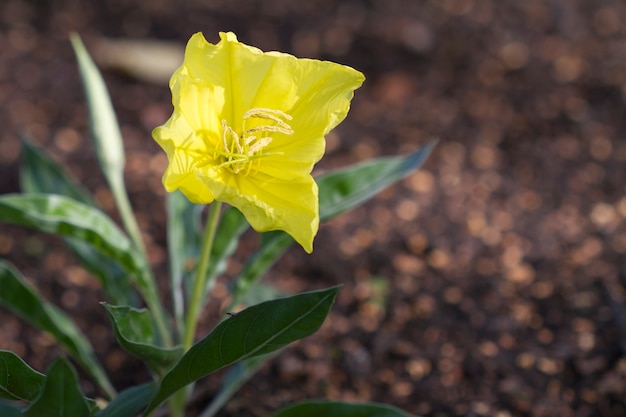 Gros plan de fleur jaune