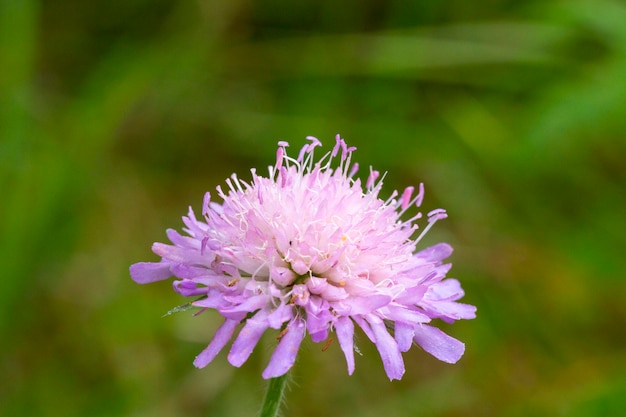 Gros plan d'une fleur de Knautia macedonica. Les noms communs de ces fleurs sont une variante de la fleur de veuve.