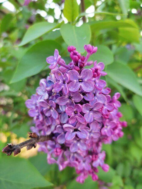 Photo un gros plan d'une fleur de lilas violet