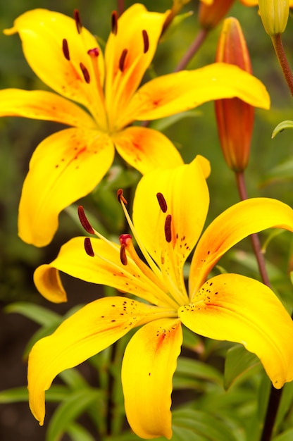 Gros plan sur fleur de lilium lancifolium