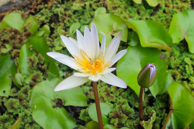 Gros plan d'une fleur de lotus blanc en fleur