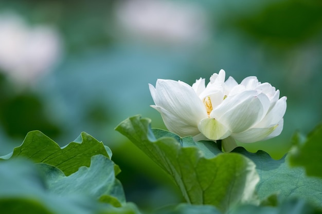 Gros plan de fleur de lotus blanc en fleurs avec fond naturel flou
