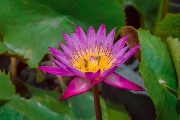 Gros plan de fleur de lotus avec feuille de lotus