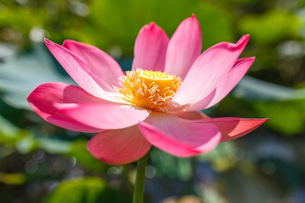 Gros plan de fleur de lotus rose Fleurs de nénuphar fleurissant sur l'étang