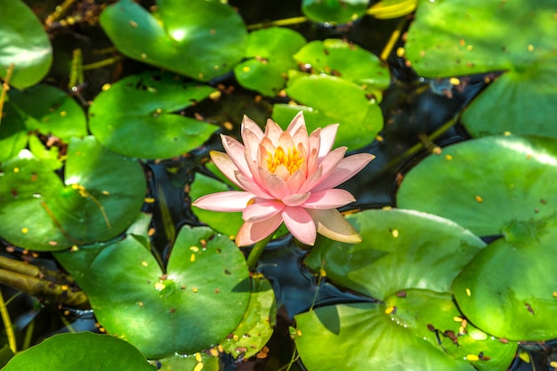 Gros plan de fleur de lotus rose en Thaïlande