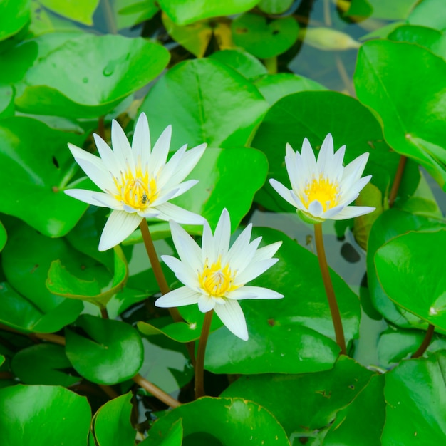 Gros plan fleur de lotus