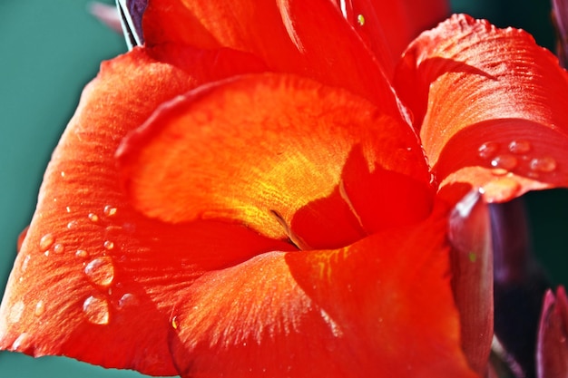 Photo gros plan d'une fleur de lys canna rouge