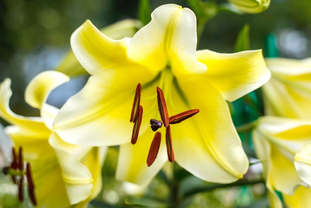 Gros plan de fleur de Lys jaune