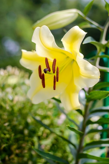 Gros plan de fleur de lys jaune