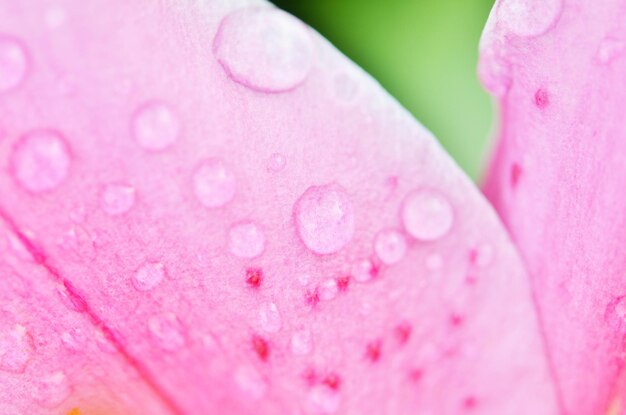 Un gros plan de la fleur de lys Macro photo