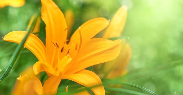 Photo gros plan de fleur de lys orange en mise au point sélective