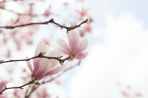 Gros plan de fleur de magnolia arbre avec fond flou et soleil chaud