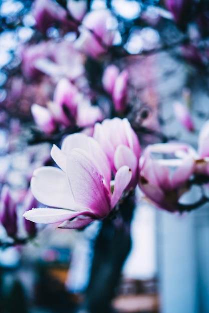 Gros plan d&#39;une fleur de magnolia rose