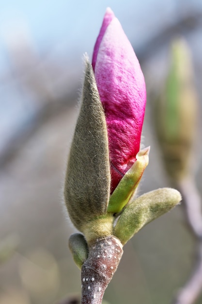 Gros plan d&#39;une fleur de magnolia rose