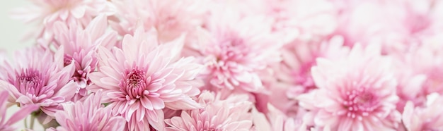 Gros plan de fleur de maman rose sur table blanche avec copie flore naturelle de l'espace, concept de page de couverture écologie.