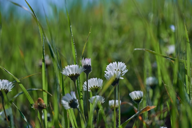 Gros plan avec fleur de marguerite dans le champ à l'aube avec mise au point sélective