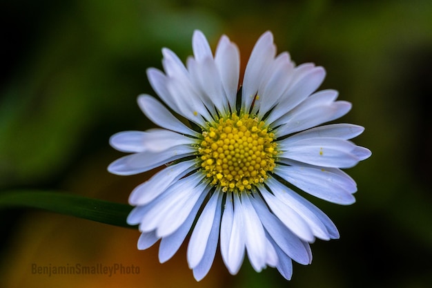 Gros plan d'une fleur de marguerite en fleurs