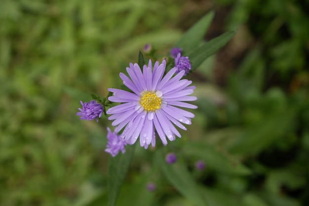 Gros plan fleur mauve humide, vue de dessus