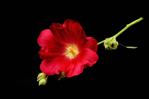 Gros plan de fleur de mauve rouge, isolé sur fond noir