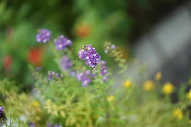 Gros plan sur une fleur à midi dans le parc ou le jardin avec arrière-plan flou