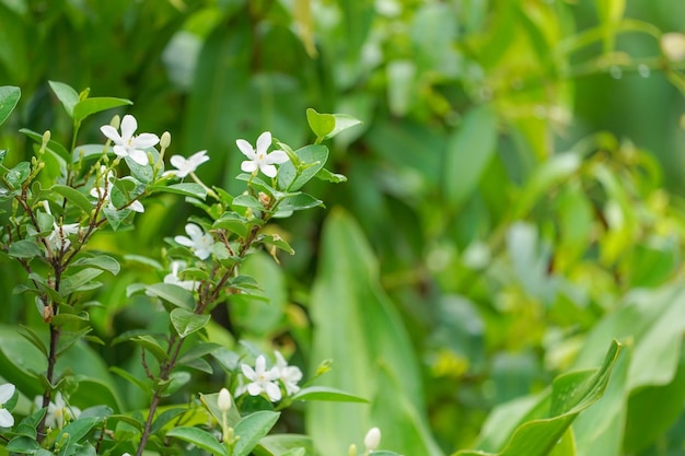 Gros plan sur une fleur à midi dans le parc ou le jardin avec arrière-plan flou