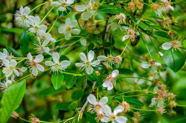 Un gros plan d'une fleur avec le mot miel dessus