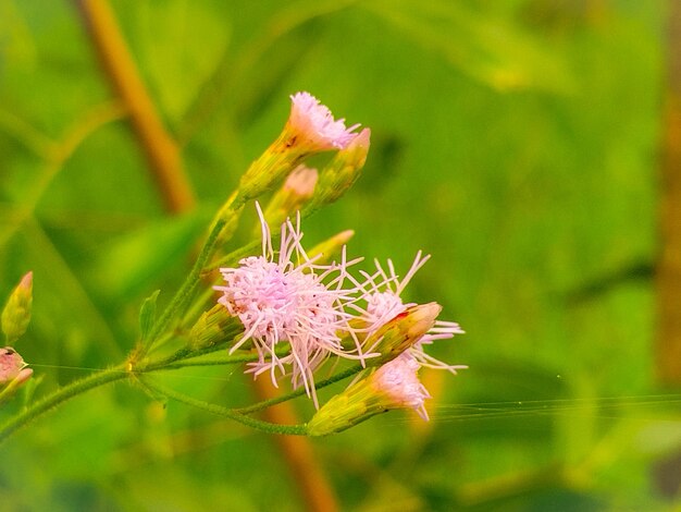 un gros plan d'une fleur avec le mot " sauvage " sur elle