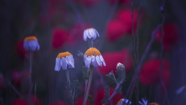 Gros plan avec une fleur naturelle sur le terrain au lever du soleil