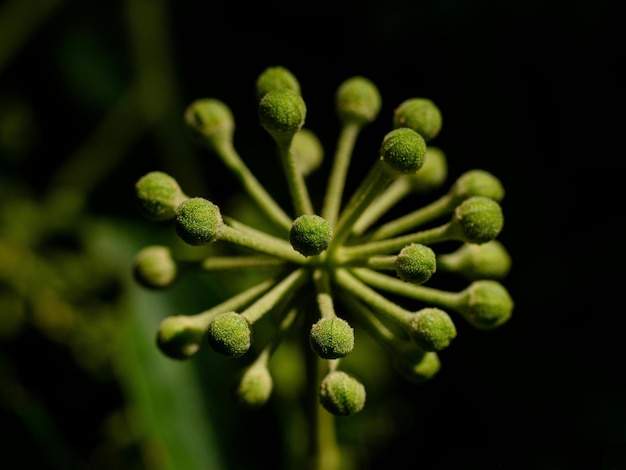 Photo un gros plan d'une fleur avec le nom dessus