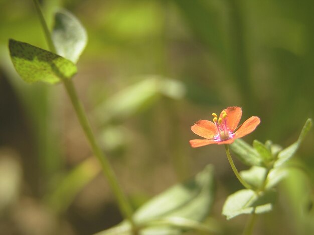 Photo un gros plan de la fleur d'orange