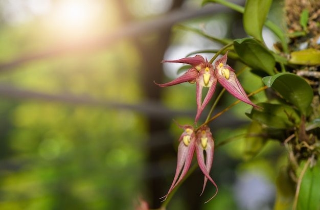 Gros plan, de, fleur orchidée bulbophyllum