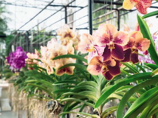 Gros plan sur une fleur d'orchidée Vanda jaune rose dans un jardin d'orchidées à l'été ou au printemps. Fleur d'orchidée pour la beauté de la nature et la conception d'arrière-plan de l'agriculture. Mise au point sélective. DoF peu profond.