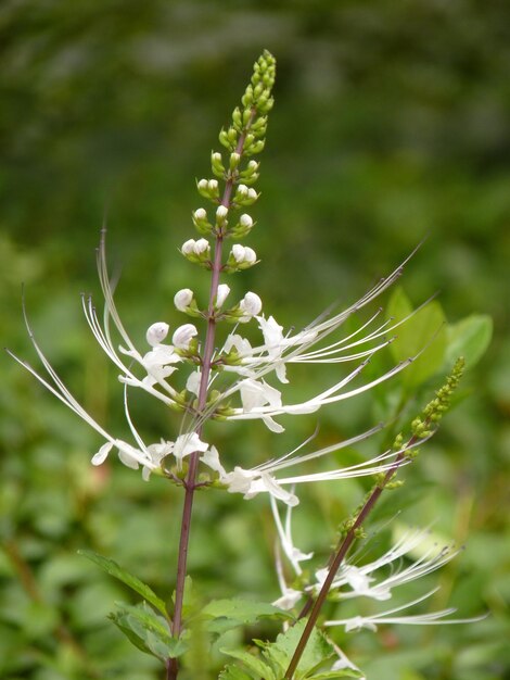 Photo gros plan d'une fleur d'orthosiphon stamineus ou d'orthosiphon aristatus en pleine croissance