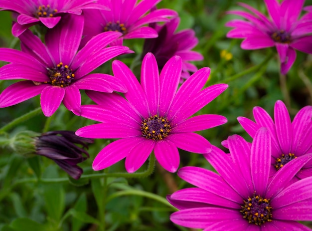 Gros plan de fleur d'ostéospermum