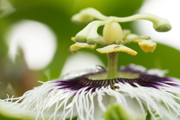 Gros plan de la fleur de la passion (Passiflora incarnata)