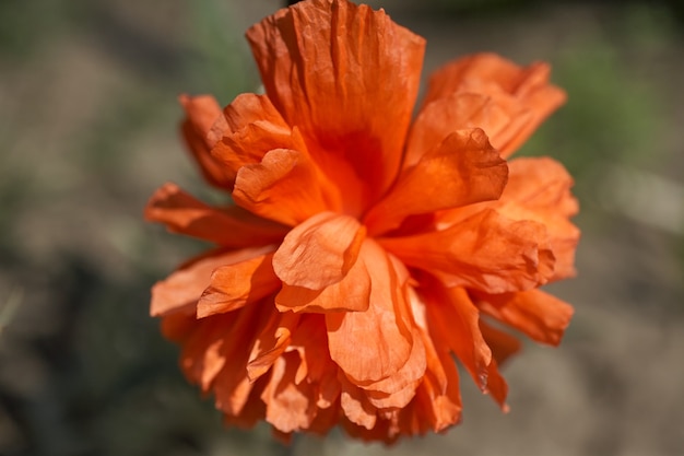 Gros plan de fleur de pavot sur fond doux