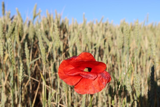 Photo un gros plan de la fleur de pavot rouge sur le champ