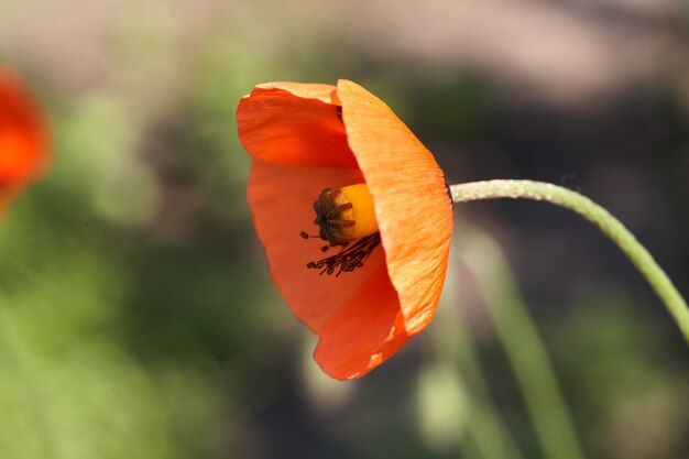 Gros plan de fleur de pavot rouge sur fond vert