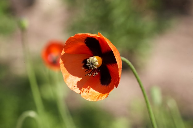 Gros plan de fleur de pavot rouge sur fond vert