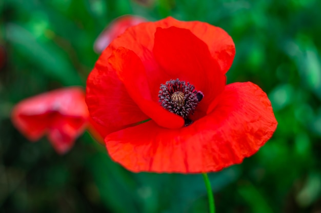 Gros plan de fleur de pavot rouge sauvage dans l'herbe verte