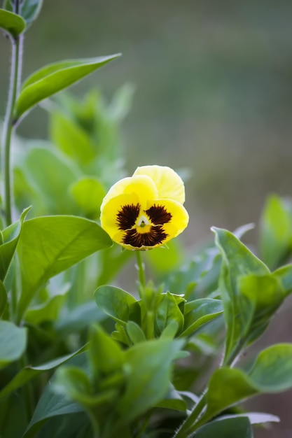 Gros plan de fleur de pensée La pensée de jardin