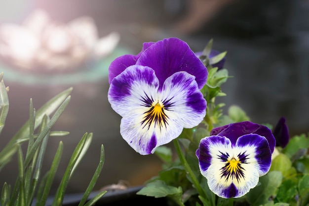 gros plan de fleur de pensée