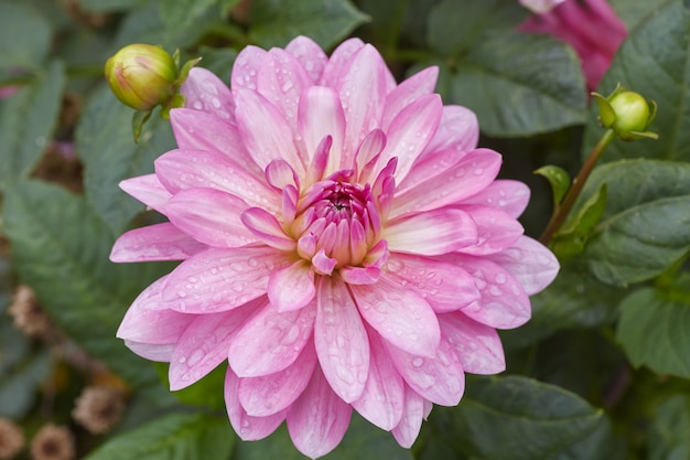 Gros plan d'une fleur de pétale rose nommée Dalia.
